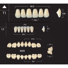 Зубы акриловые двухслойные GLORIA New Ace & Naperce, полный гарнитур T1 M30